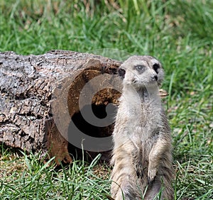 Meercat