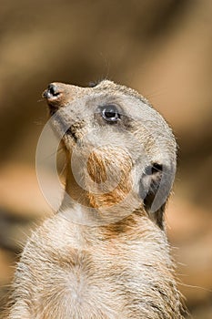 Meercat staring upwards