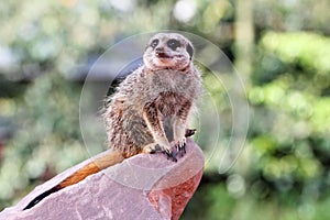 A meercat ( Suricata suricatta)