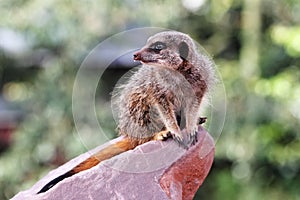 A meercat ( Suricata suricatta)