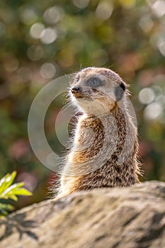 Meercat - Suricata suricatta, popular small carnivores