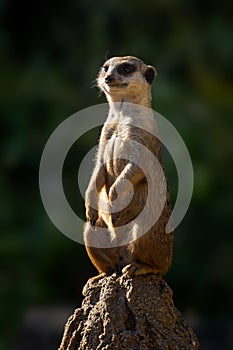 Meercat - Suricata suricatta, popular small carnivores