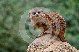 Meercat - Suricata suricatta, popular small carnivores