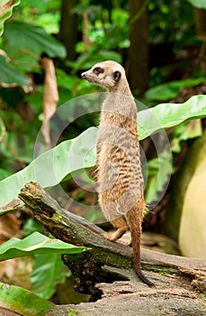 Meercat Watch photo