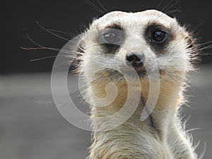 Meerkat (Suricata suricatta / Meercat) at Zoo looking directly at camera lens