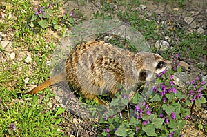 Meercate in ZOO, Bratislava