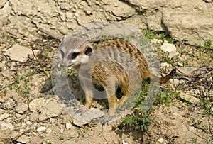 Meercate in ZOO, Bratislava