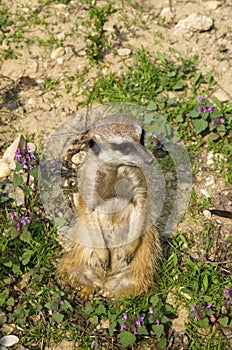 Meercate in ZOO, Bratislava