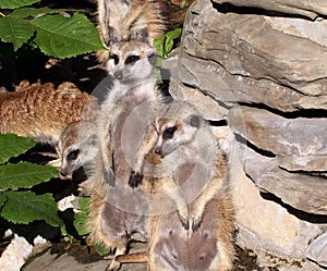 Meercats At Attention In Enclosure