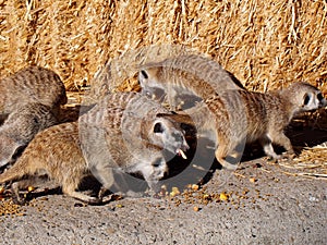 Meercats Eating