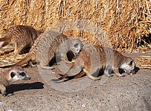 Meercats