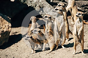 Meercats family looking