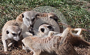 Meercats Playing