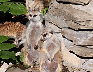Meercats
