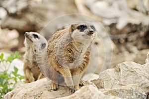 Meercats at the zoo