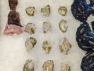 MeeresfrÃ¼chte auf dem Fischmarkt, nahansicht von Austern, neben liegen in Netz verpackten Muscheln. photo