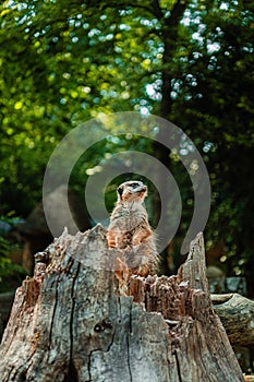 Meerkant Sitting on the Watch Sitting on a Trunk