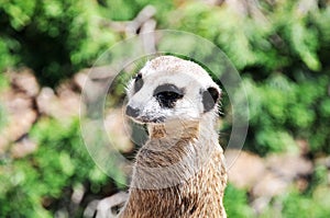 Meerkat