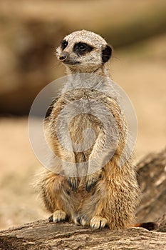 Meerkat