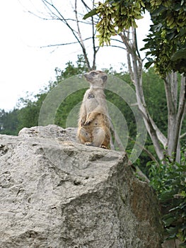 Meerkat