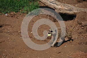 Meerkat
