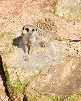 Meerkat