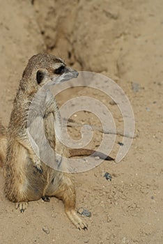 Meerkat