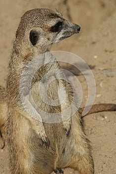 Meerkat