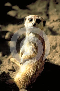 Meerkat