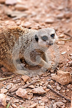 Meerkat