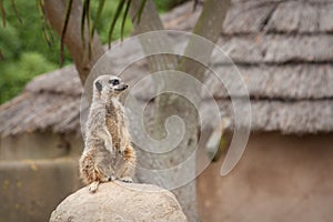 Meerkat