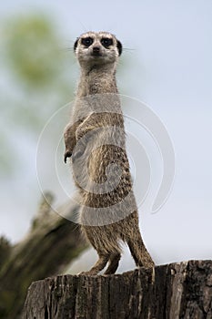 Meerkat