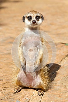 A meerkat