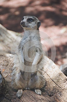 Meerkat photo