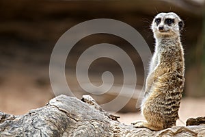 Meerkat Standing and Watching