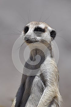 Meerkat