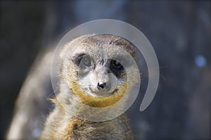 Meerkat