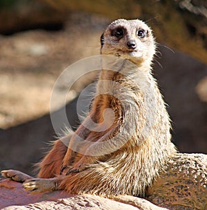 Meerkat