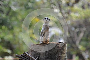 Meerkat