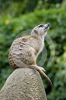 Meerkat