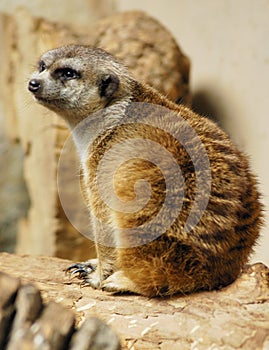 Meerkat