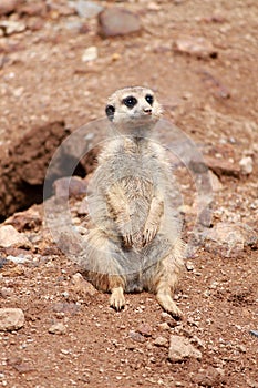 Meerkat