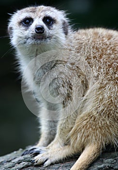 Meerkat