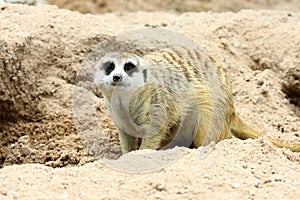 Meerkat