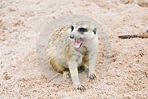 Meerkat