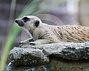 Meerkat
