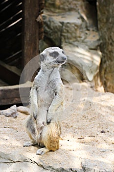 Meerkat
