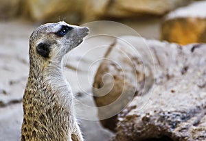 Meerkat