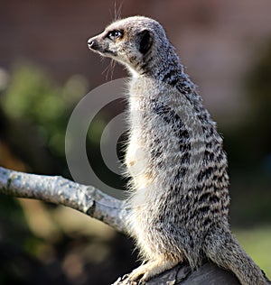 Meerkat