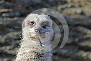 Meerkat